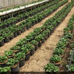 Adama Agro Fresh Strawberry Shop - 