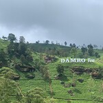 Damro Tea Factory - Labookellie Tea Lounge - 