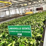 Damro Tea Factory - Labookellie Tea Lounge - 