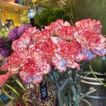 Little Darling Coffee Roasters - 