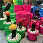 Little Darling Coffee Roasters - 