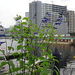 T.Y.HARBOR - テラスから見える屋形船