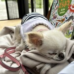 Kutsukake Dining - ワンコもOK