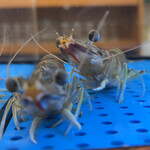 人形町 天ぷら みさき - 