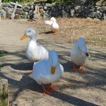 シャーレ水ヶ浜 - 