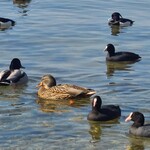シャーレ水ヶ浜 - 