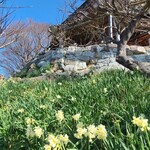 シャーレ水ヶ浜 - 店舗麓には、水仙が咲いてました。