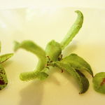 アムール - 甘鯛　フヌイユ　青トマト　～香ばしさとフレッシュさのコントラスト～