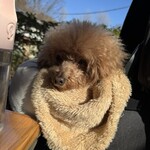 そば処 湧水 - この日のシェリ