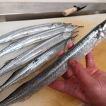 いしまる - 針魚(カンヌキ)さんでーす。