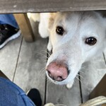 あひる菓子店 - ワンコも馴染んでいます♡