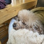 大衆食堂みゆき - 爆睡中