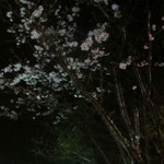 森のおはな - ２０１４　お店中庭、桜が満開