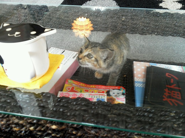 東加古川駅近に猫カフェがオープン By ツカc 閉店 キャット カフェ ミアキス ネコマミレ 東加古川店 Cat Cafe Miacis ねこまみれ 東加古川 その他 食べログ 東加古川駅近に猫カフェがオープン By ツカc 閉店 キャット カフェ ミアキス ネコマミレ 東加古川店 Cat Cafe Miacis ねこまみれ 東加古川 その他 食べログ
