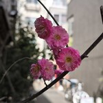 とんかつ ゆたか - 