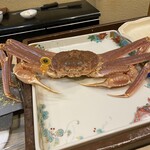 うを徳 - 鳥取県越前港産 松葉ガニ