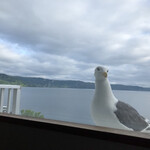 大和旅館アネックス - 遊びに来たの？