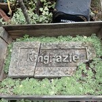 リングラッツェ - 