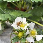 姫路ハートフル観光農園 - 