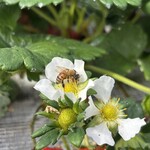 姫路ハートフル観光農園 - 