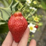 姫路ハートフル観光農園 - 