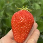 姫路ハートフル観光農園 - 