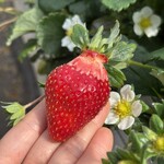 姫路ハートフル観光農園 - 