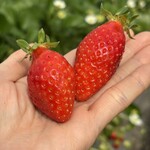 姫路ハートフル観光農園 - 