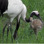 こっくんおかんの店 - 近くのタンチョウ