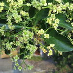 みんなのコーヒー - ブンブンブン