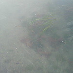 みんなのコーヒー - 近くの海岸のアマモ。