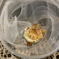 炭和食かなうS 特別室 - 