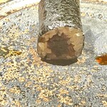 壮士 - 干瓢巻きのアップ