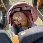 そば処 湧水 - この日はシェリは足元で