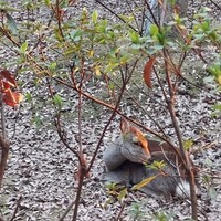 メインダイニングルーム 三笠 - 