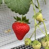 いちご狩りのベリータウン