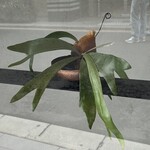 コミナセマコ - 