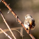 クローバーステーキハウス - ジョウビタキ♀①