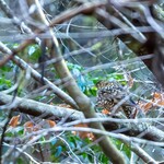 クローバーステーキハウス - 薄暗い環境と撮影距離が遠く不鮮明ですが間違いなくトラツグミ。ずっと見たかった野鳥でライファー（初めて会った野鳥）となりました