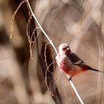 クローバーステーキハウス - ベニマシコ♂③