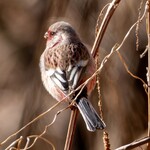 クローバーステーキハウス - ベニマシコ♂①