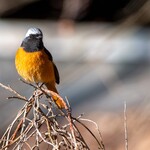 クローバーステーキハウス - ジョウビタキ♂①