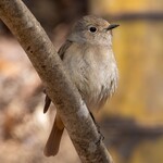クローバーステーキハウス - ジョウビタキ♀②