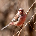 クローバーステーキハウス - ベニマシコ♂②