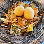 MAISON LAFITE - うずら