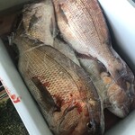 活魚料理 びんび家 - 