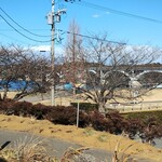 野菜レストラン ショウナン - 手賀大橋を望む桜並木、開花が楽しみ