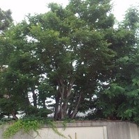 あざみ野うかい亭 - 