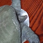 ゆうすげ - すっぽん鍋コース　※要予約