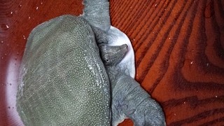 ゆうすげ - すっぽん鍋コース　※要予約